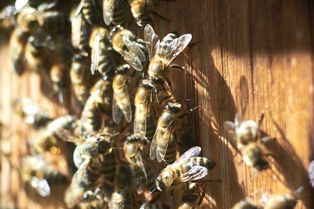 Использование пчелиной обножки для укрепления здоровья