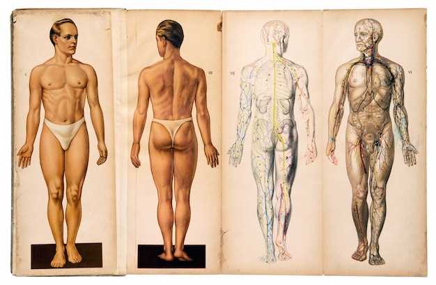 Восемь фотографий, показывающих, как устроено человеческое тело